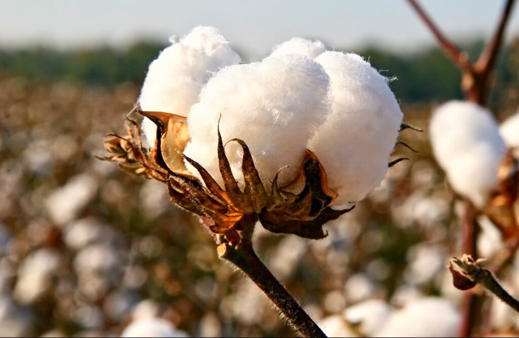 Cotton boll on the stalk ready for picking.